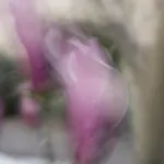 Tim